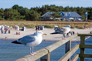 Ostsee - Möwen auf der Seebrücke Prerow