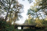Typische Nederlandse bossen in Oirschot