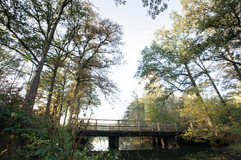 Typical Dutch forests in Oirschot