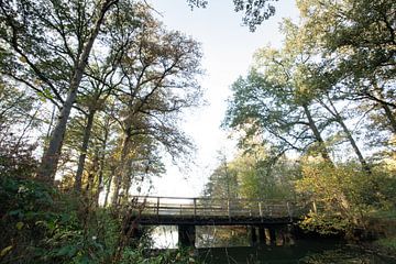 Typische Nederlandse bossen in Oirschot van Angela Kiemeneij