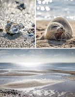 Dreams of the sea: Wadden Sea on Sylt