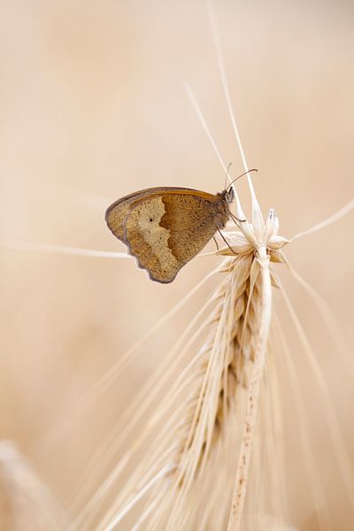 Buin Sandy Eye by peter reinders