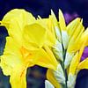 een gele canna-leliebloem in mijn tuin van Werner Lehmann