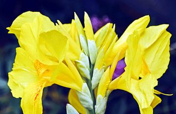een gele canna-leliebloem in mijn tuin