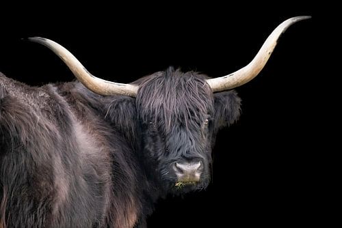 Scottish Highlander, long-haired beef