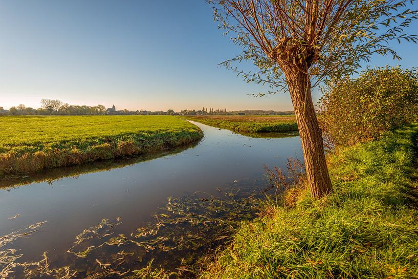 Schräge Kopfweide am Wasser, Oud-Alblas von Ruud Morijn