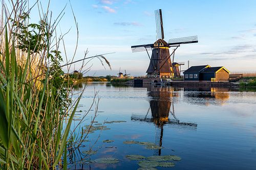 De windmolens in Kinderdijk