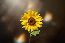 sunflower with glare by Ribbi