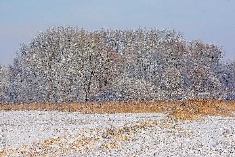 Winterlandschap met besneeuwde meersen en bos van Kristof Lauwers