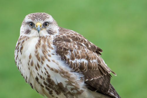 Prachtige buizerd