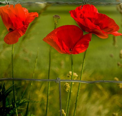 Klaproos (papaver)  met prikkeldraad