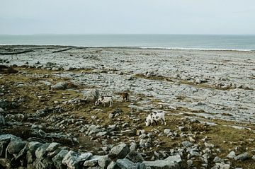 Coast of Ireland van Joke De Nef
