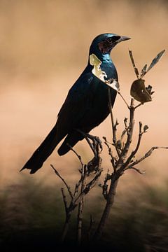 grand oiseau de l'afrique du sud sur merle van de laar