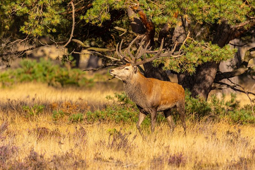 Red deer on the Hoge Veluwe, Netherlands by Gert Hilbink