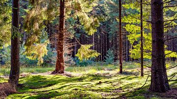 Forêt de conifères sur Günter Albers