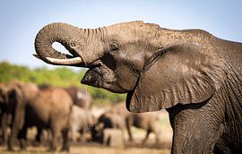 Eléphant buveur en Afrique du Sud sur WiWo