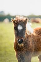 Brown and white shetland pony