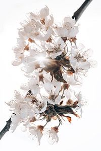 Fleurs blanches sur Steffen Gierok