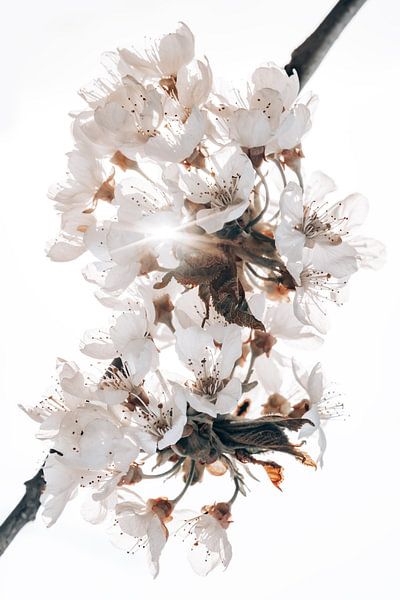 Witte bloemen van Steffen Gierok