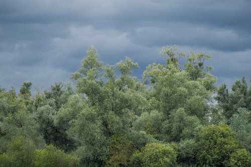Green trees, dark clouds