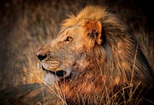 Leeuwen in het wild in Zuid-Afrika van W. Woyke