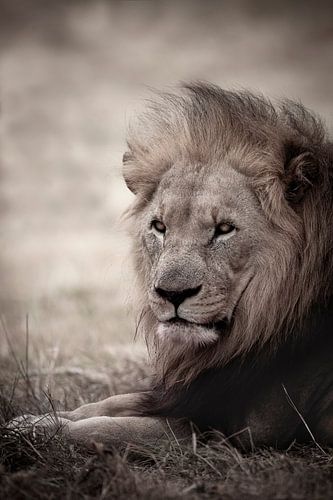 König der Könige in Braun & Weiß