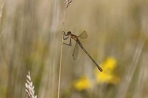 Agrion de saule commun