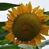 zonnebloem/ sunflower van Diana Edwards
