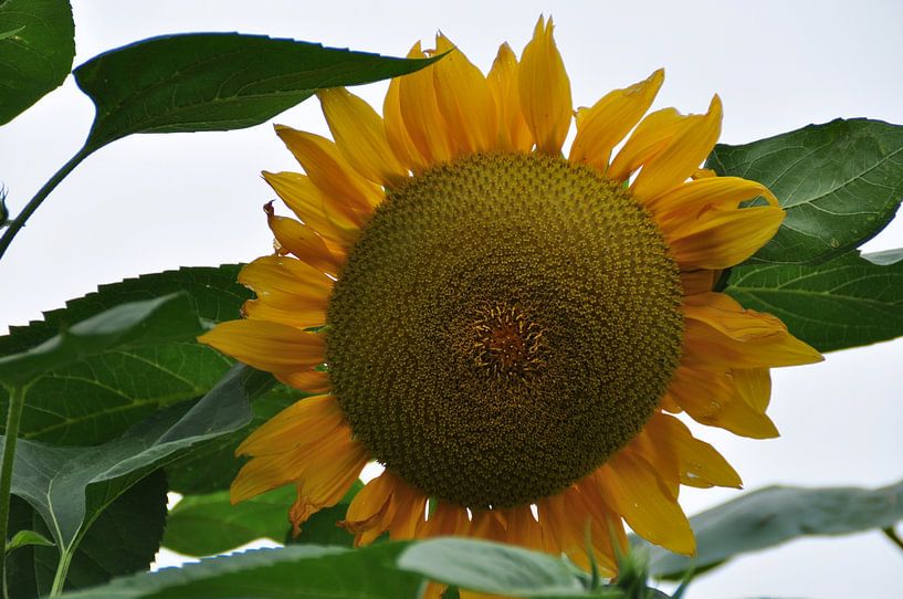 zonnebloem/ sunflower par Diana Edwards