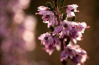 Bruyère pourpre