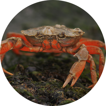 Strandkrab van H. van Dodeweerd