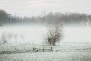 Nebel im Polder
