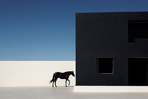 Elegantes Schattenspiel: Tiefschwarzes Pferd in einer weißen Dimension