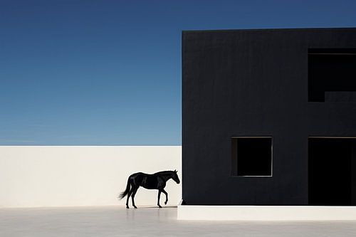 Elegant shadow play: Deep Black Horse in a White Dimension