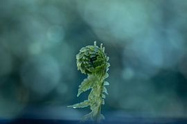 Ontwaken in stilte van Studio Liefkoos