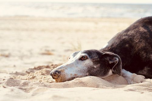 Galgo couché dans le sable.
