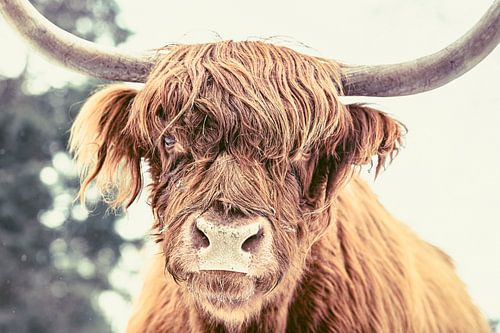 Schotse Hooglander in de sneeuw tijdens de winter in het bos