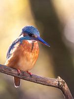 Kingfisher lady in sunlight