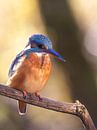 IJsvogel Dame in Zonlicht van Christina Bauer Photos thumbnail