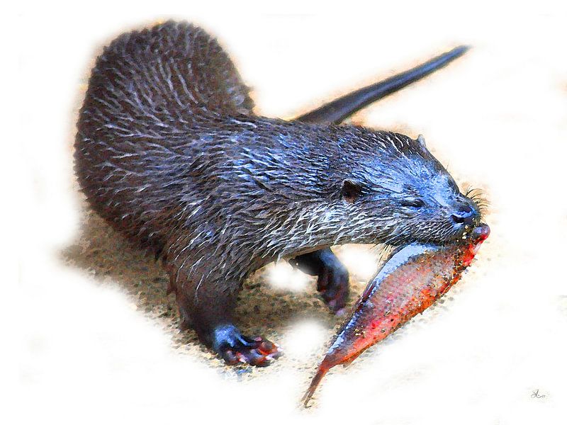 What a fish, Otter! by Dirk H. Wendt