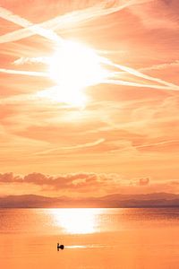 Schwan im Bodensee bei Sonnenuntergang im Sonnenlicht