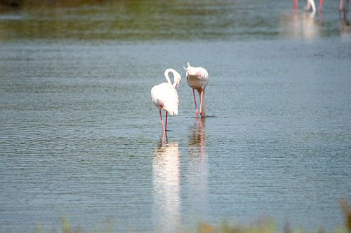 flamingo's in de Camargue