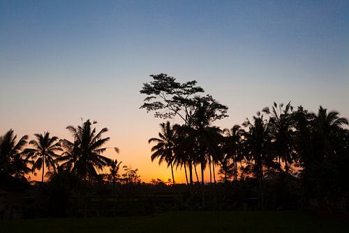 Silhouette of coconut palm tree in the sunset of Bali
