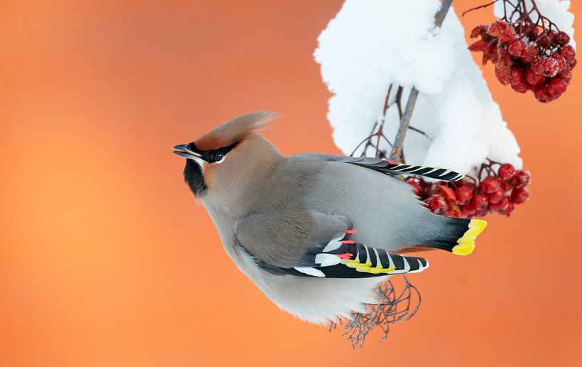 Pestvogel, Bombycilla garrulus van Beschermingswerk voor aan uw muur