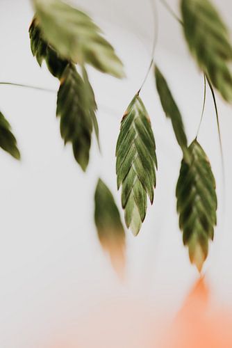 Kleine Blätter – Grün mit einem Hauch von Orange von Elise van Gils