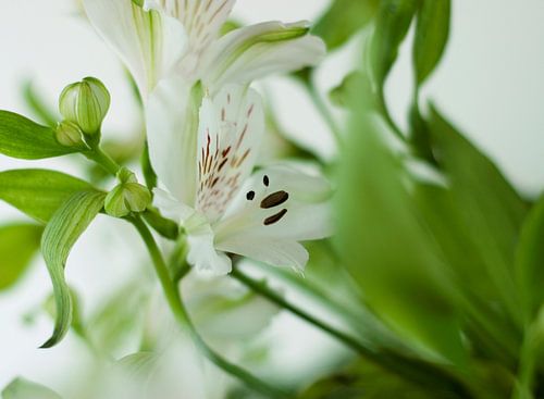 Lilie mit lächelndem Gesicht in den Blütenstempeln