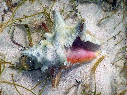 Schelp in zand.