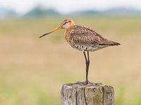 Grutto op houten paal van hek in polder