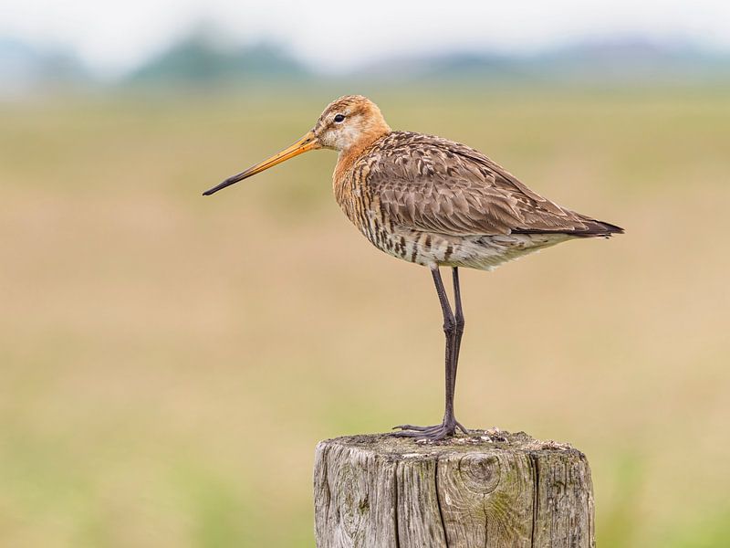 Uferschnepfe auf hölzernem Zaunpfahl in einem Polder von Laurens de Waard