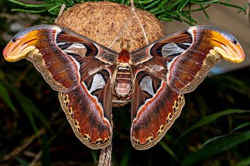 Schmetterling. von Els Oomis